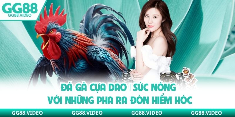 Đá Gà Cựa Dao | Sức Nóng Với Những Pha Ra Đòn Hiểm Hóc